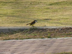 Pitangus sulphuratus