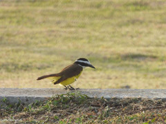 Pitangus sulphuratus