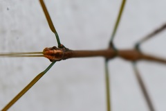 Oncotophasma coxatum