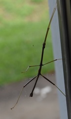 Oncotophasma coxatum