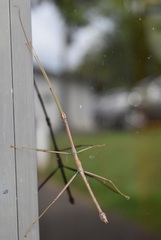 Oncotophasma coxatum