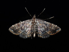 Oligostigmoides