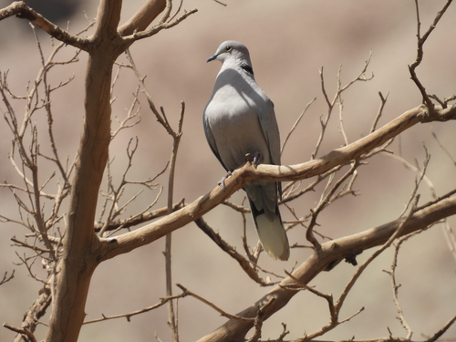 Eurasian Collared-Dove