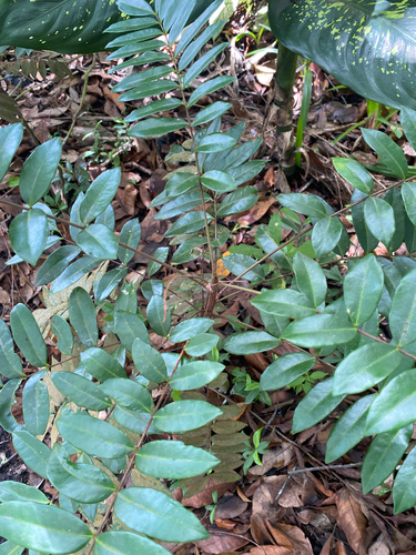 Eurycoma longifolia