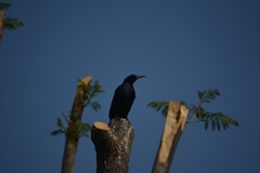 Quiscalus mexicanus