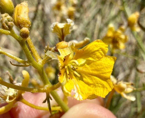 Senna armata, photograph 6