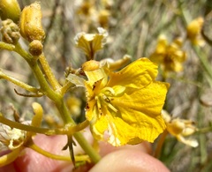 Senna armata, photograph (c) Henrik Kibak, some rights reserved (CC BY)