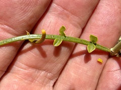 Senna armata, photograph (c) Henrik Kibak, some rights reserved (CC BY)