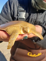 Apalone mutica mutica