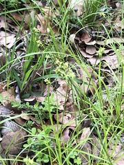 Carex muehlenbergii