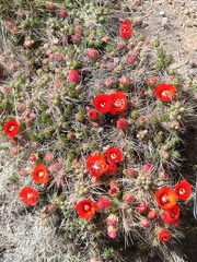 Tephrocactus verschaffeltii