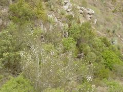 Lindleya mespiloides