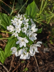 Allium neapolitanum