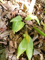 Erythronium umbilicatum