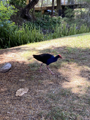 Porphyrio melanotus melanotus