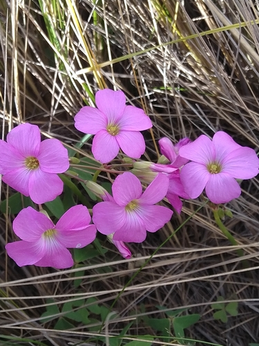 Oxalis argentina