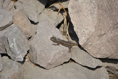 Sceloporus grammicus