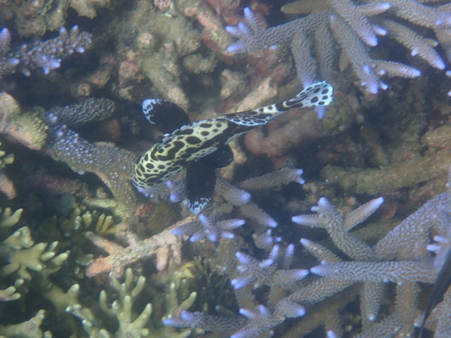 Plectorhinchus chaetodonoides