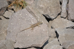 Sceloporus grammicus