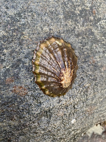 Cellana strigilis observed 2026-05-01