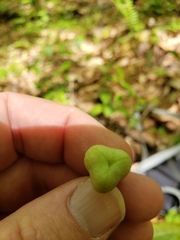 Erythronium umbilicatum