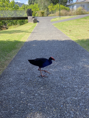 Porphyrio melanotus melanotus