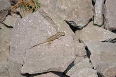 Sceloporus grammicus