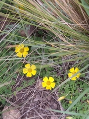 Oxalis bisfracta