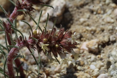 Ipomopsis spicata, photograph (c) Austin Saunders, some rights reserved (CC BY)