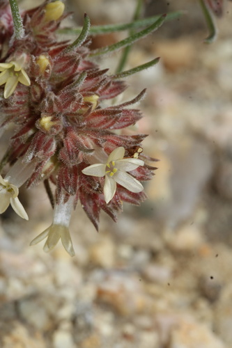 Ipomopsis spicata, photograph 6