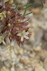 Ipomopsis spicata, photograph (c) Austin Saunders, some rights reserved (CC BY)