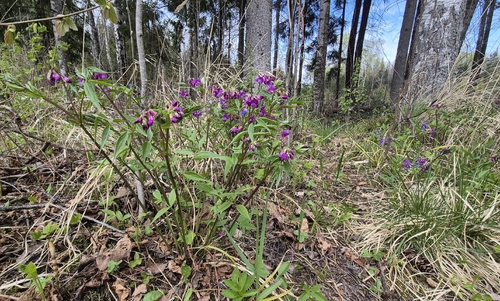 spring vetch