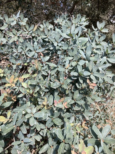 Quercus engelmannii, photograph 4
