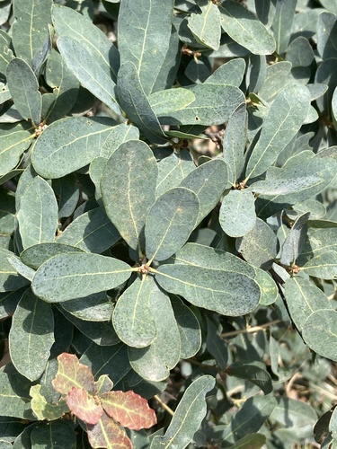 Quercus engelmannii, photograph 5