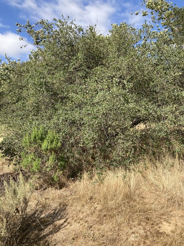 Quercus engelmannii, photograph 6