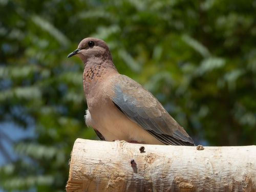 Laughing Dove