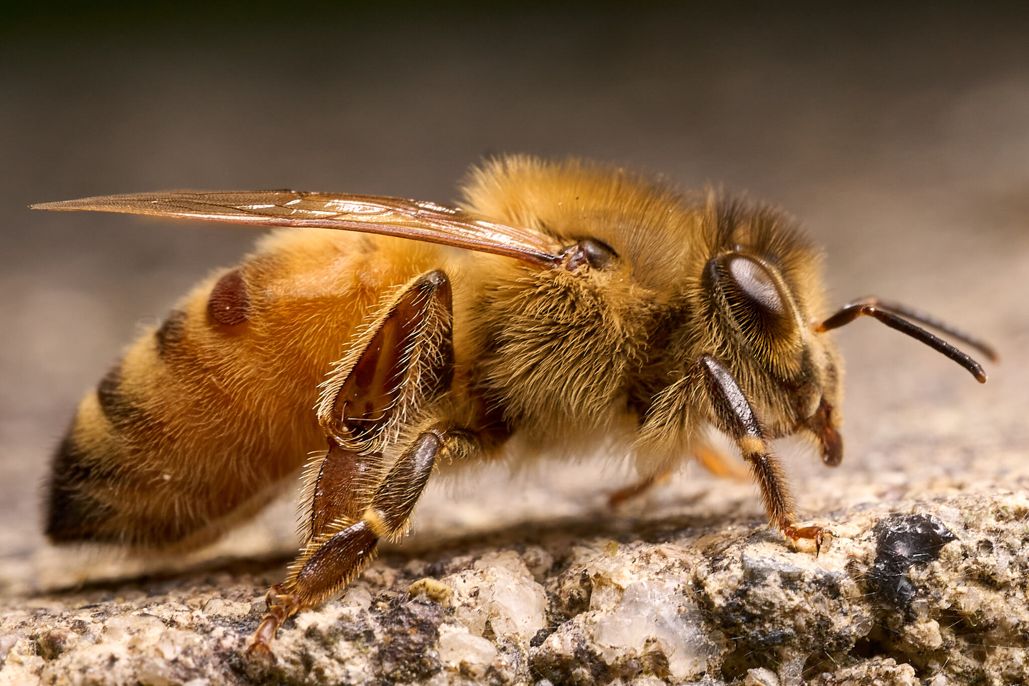 Varroa destructor Anderson & Trueman, 2000