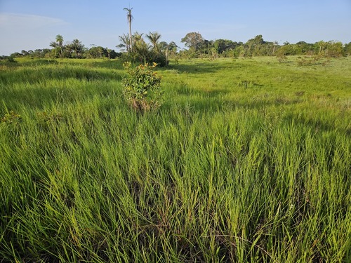 Urochloa dictyoneura observed 2026-04-26