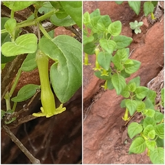 Salpichroa tristis