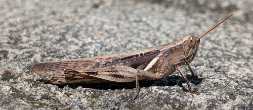 Stenocatantops cornelii