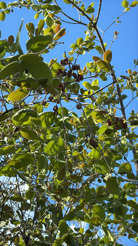 Velvet Bushwillow