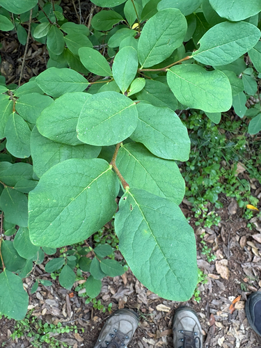 Dirca occidentalis, photograph 2