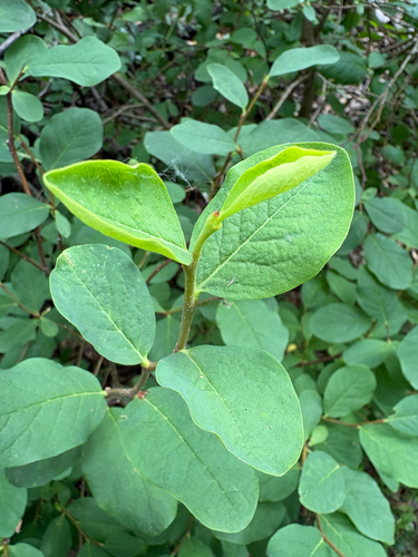 Dirca occidentalis, photograph 1