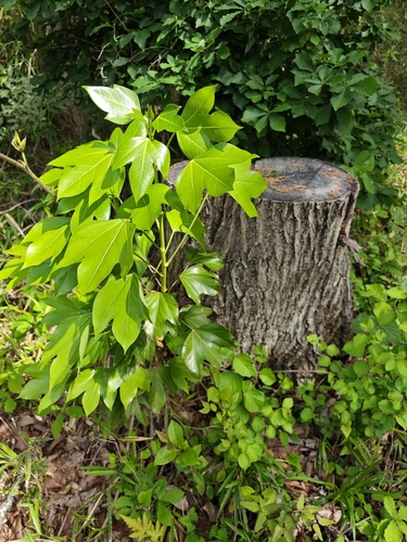 Dendropanax trifidus, photograph 1