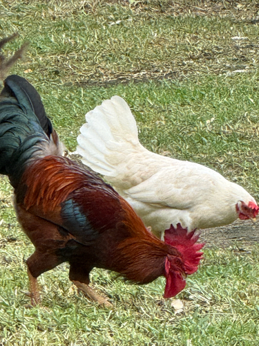 Domestic Chicken