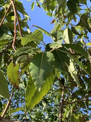 Magnoliopsida