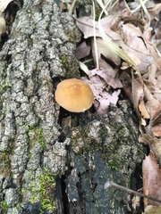 Pluteus austrofulvus