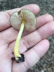 Pluteus austrofulvus