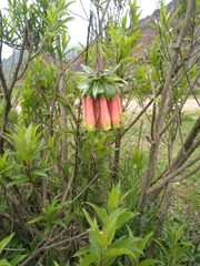 Bomarea macrocephala