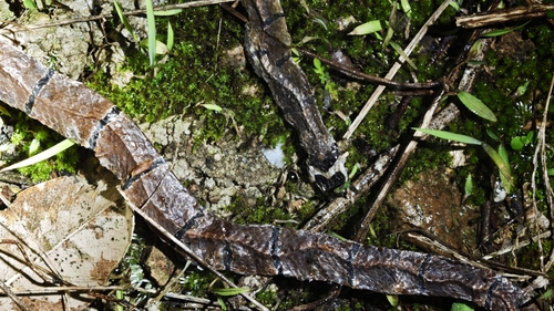 Kellogg's Coral Snake